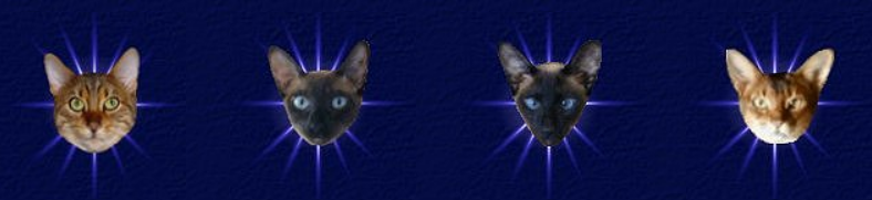 four head portrait photos of four different cats superimposed on top of a glowing star background